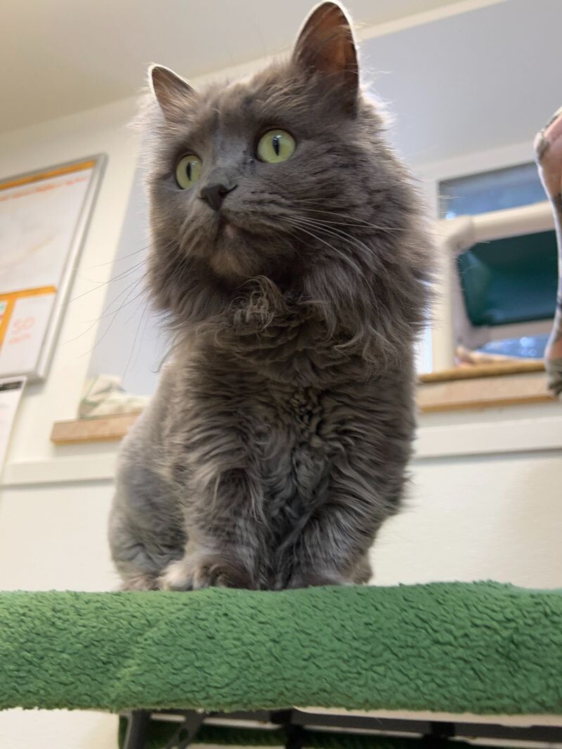 Butterscotch, an adoptable Domestic Long Hair in Arlington, WA, 98223 | Photo Image 6