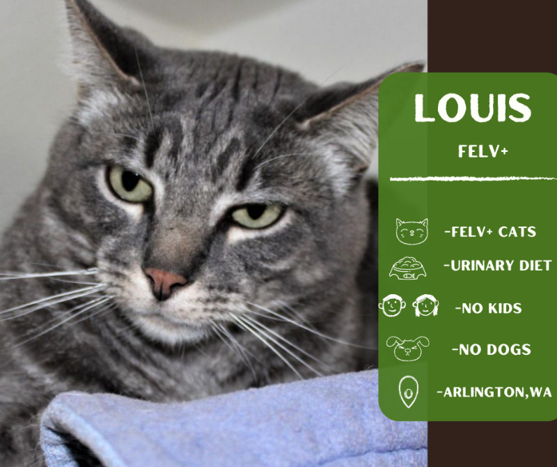 Louis, an adoptable Domestic Short Hair in Arlington, WA, 98223 | Photo Image 1