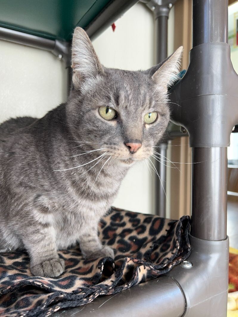 Louis, an adoptable Domestic Short Hair in Arlington, WA, 98223 | Photo Image 2