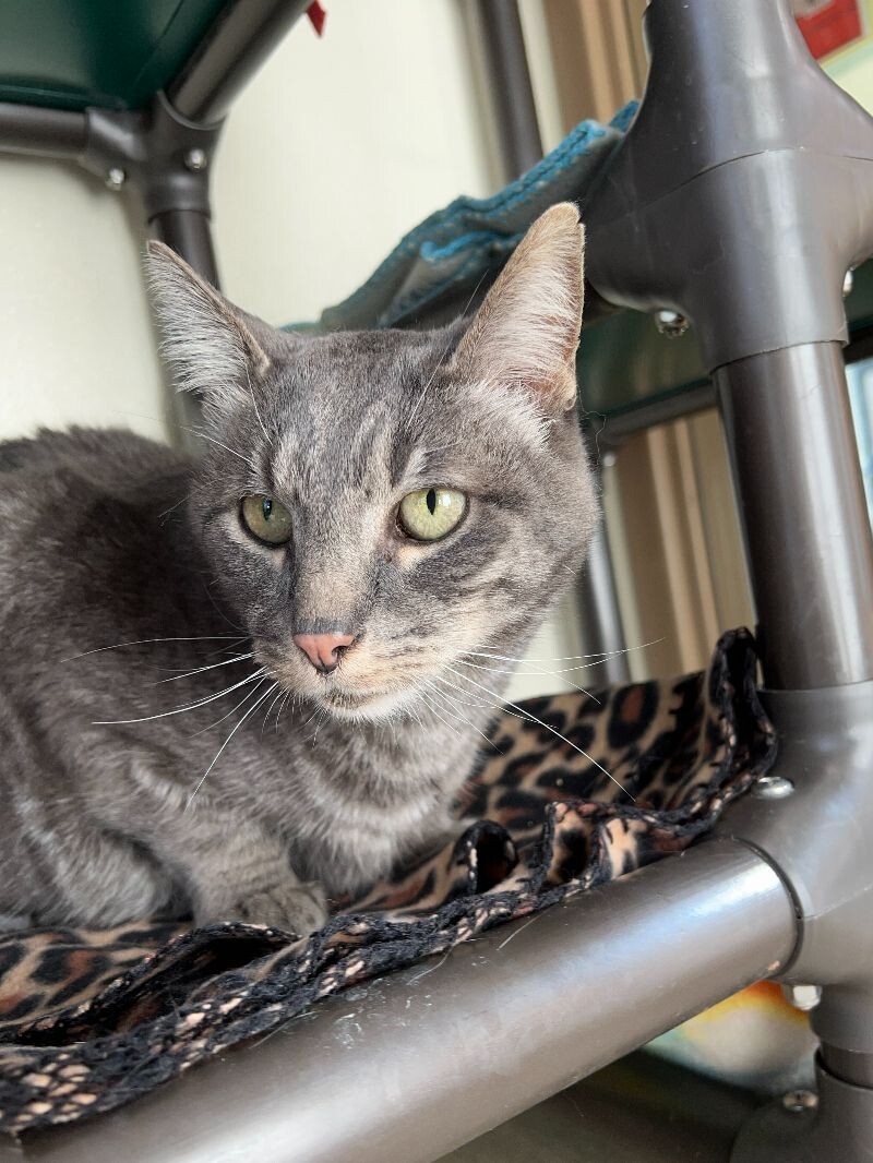 Louis, an adoptable Domestic Short Hair in Arlington, WA, 98223 | Photo Image 3