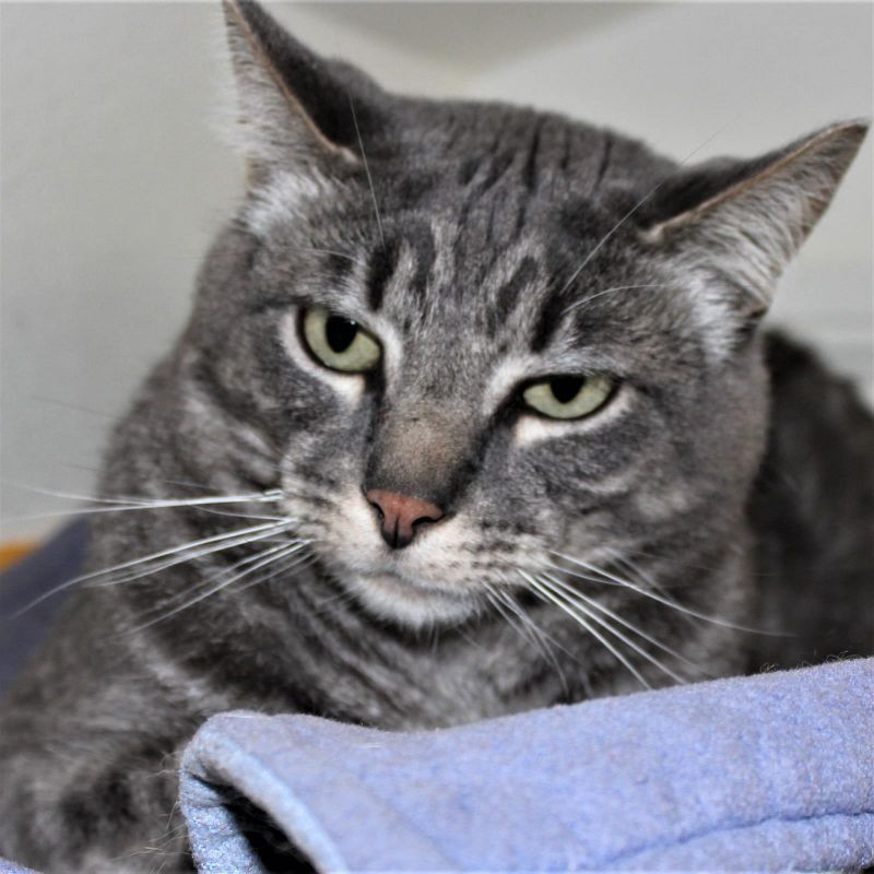 Louis, an adoptable Domestic Short Hair in Arlington, WA, 98223 | Photo Image 4