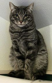 Louis, an adoptable Domestic Short Hair in Arlington, WA, 98223 | Photo Image 5