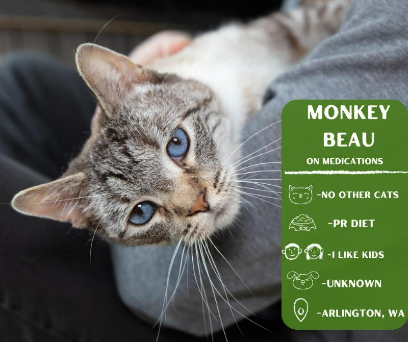 Monkey Beau, an adoptable Domestic Short Hair in Arlington, WA, 98223 | Photo Image 1