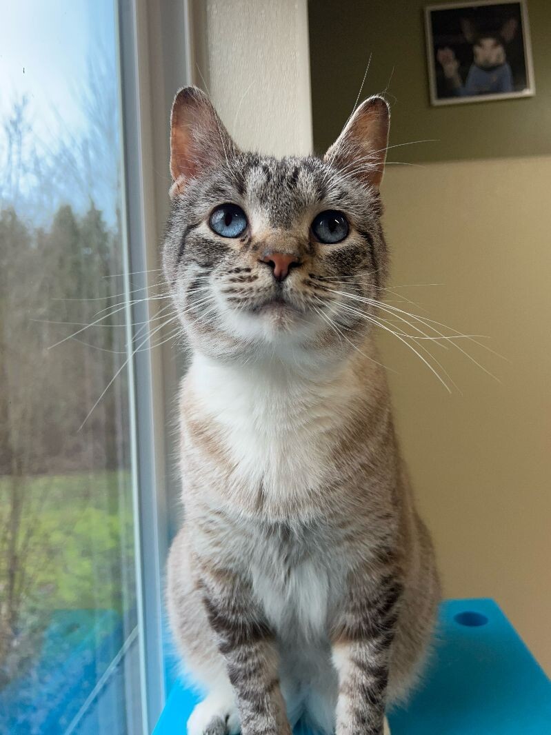 Monkey Beau, an adoptable Domestic Short Hair in Arlington, WA, 98223 | Photo Image 2