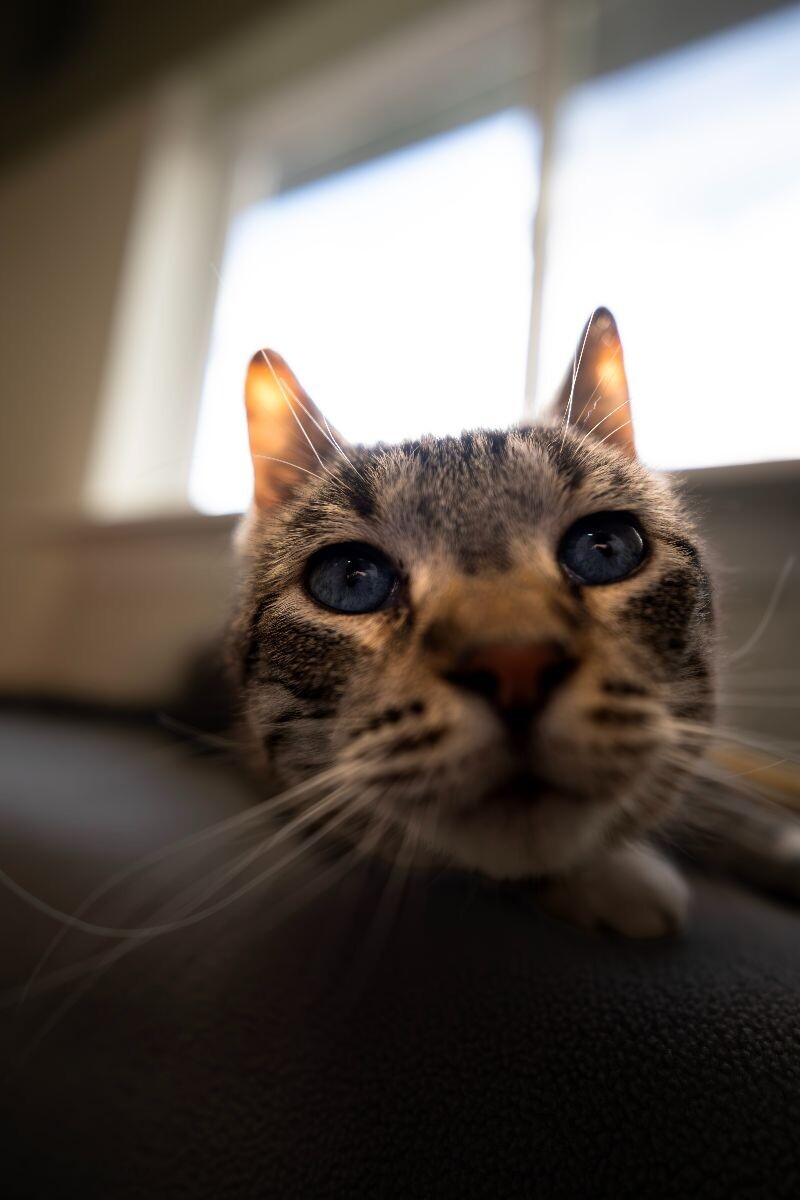 Monkey Beau, an adoptable Domestic Short Hair in Arlington, WA, 98223 | Photo Image 3