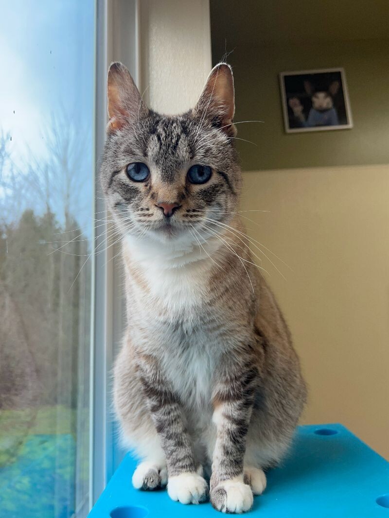 Monkey Beau, an adoptable Domestic Short Hair in Arlington, WA, 98223 | Photo Image 4