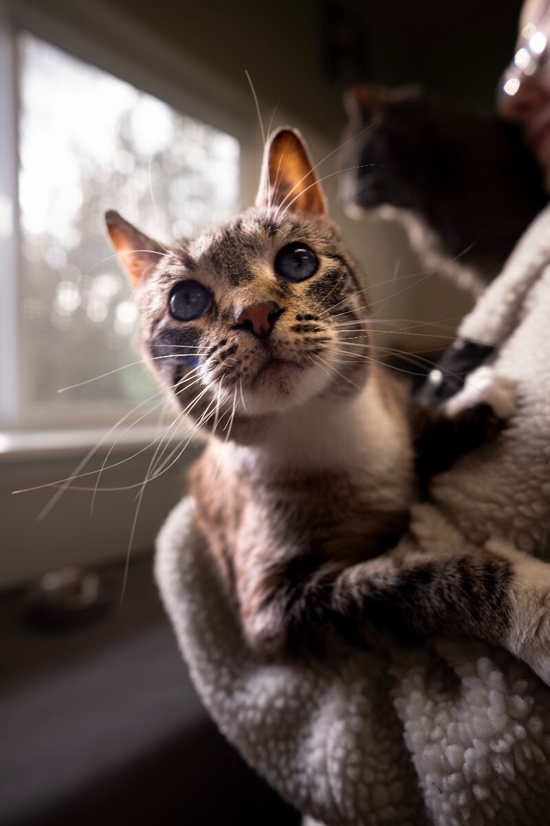 Monkey Beau, an adoptable Domestic Short Hair in Arlington, WA, 98223 | Photo Image 5