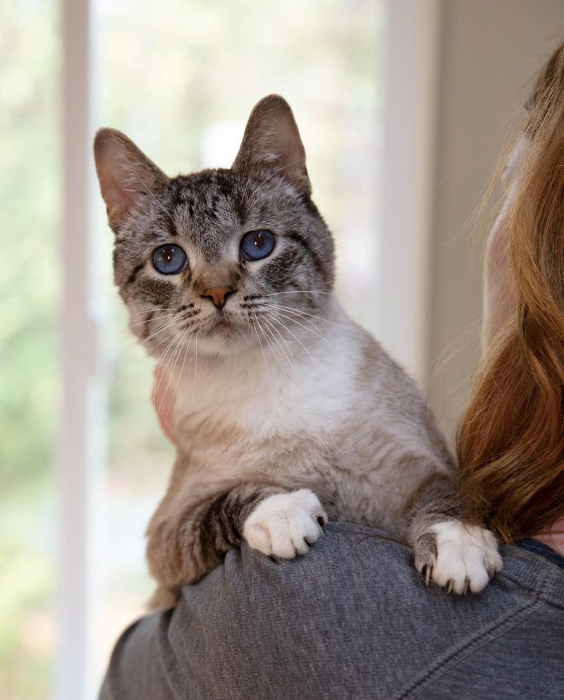 Monkey Beau, an adoptable Domestic Short Hair in Arlington, WA, 98223 | Photo Image 6