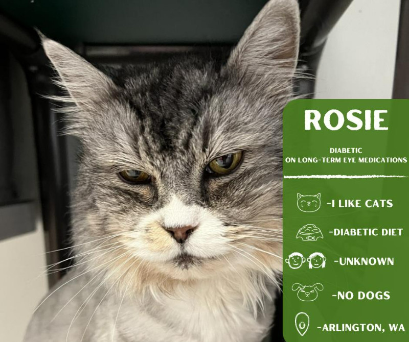 Rosie, an adoptable Domestic Long Hair in Arlington, WA, 98223 | Photo Image 1