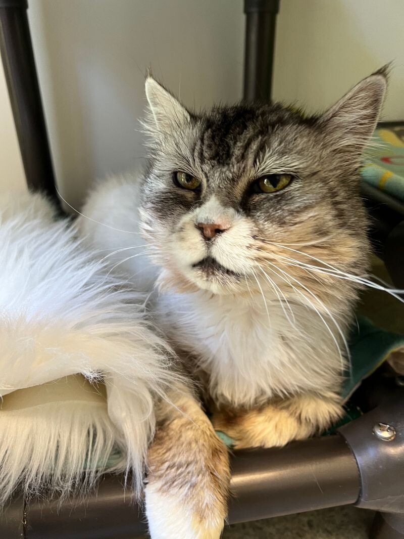 Rosie, an adoptable Domestic Long Hair in Arlington, WA, 98223 | Photo Image 3