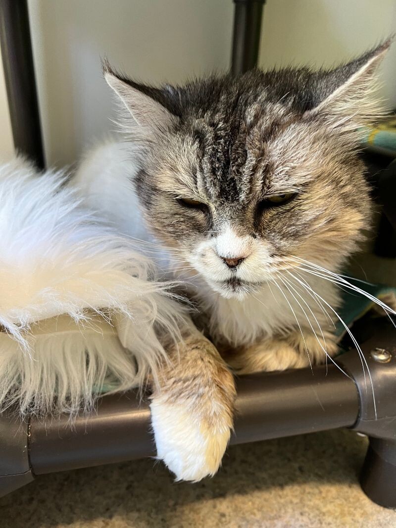 Rosie, an adoptable Domestic Long Hair in Arlington, WA, 98223 | Photo Image 4