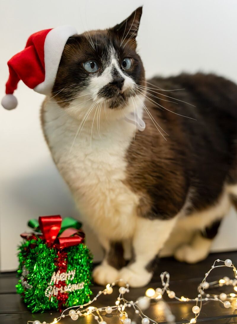 Carson, an adoptable Domestic Short Hair in Arlington, WA, 98223 | Photo Image 1