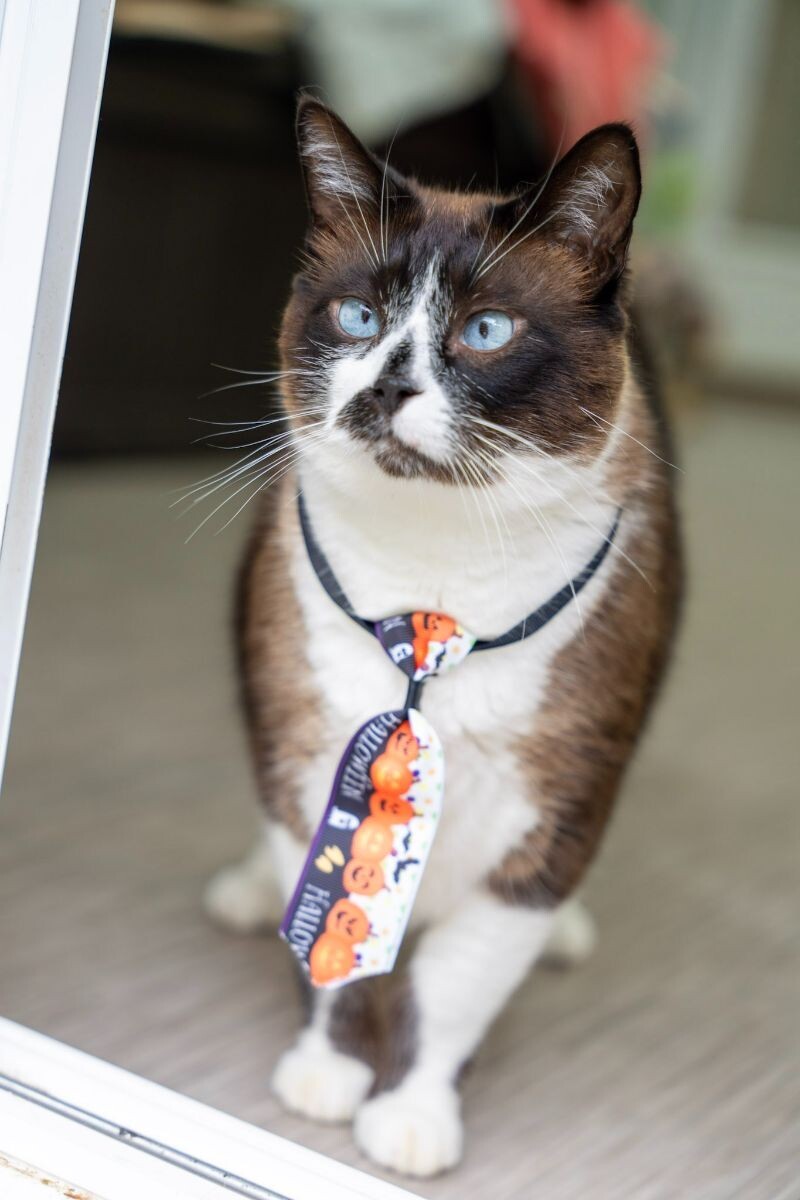 Carson, an adoptable Domestic Short Hair in Arlington, WA, 98223 | Photo Image 2