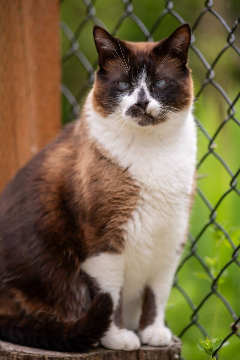 Carson, an adoptable Domestic Short Hair in Arlington, WA, 98223 | Photo Image 2