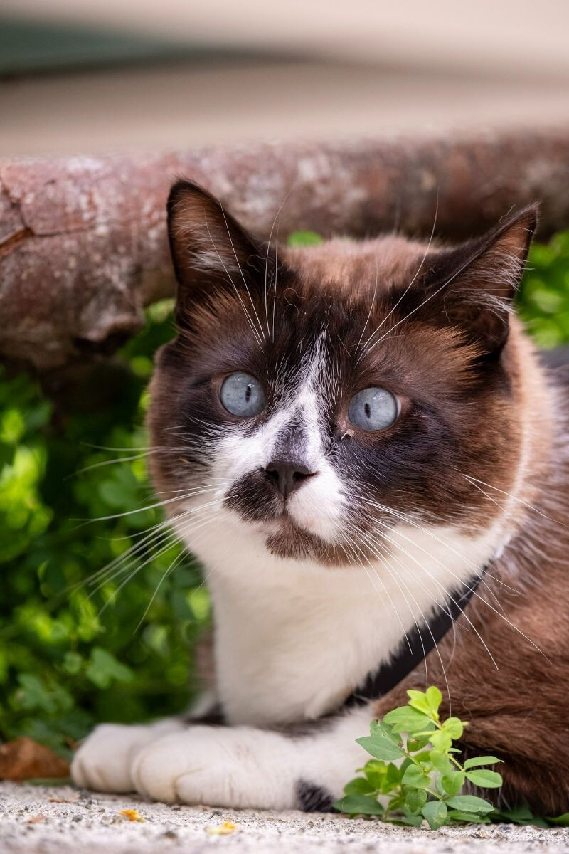 Carson, an adoptable Domestic Short Hair in Arlington, WA, 98223 | Photo Image 2