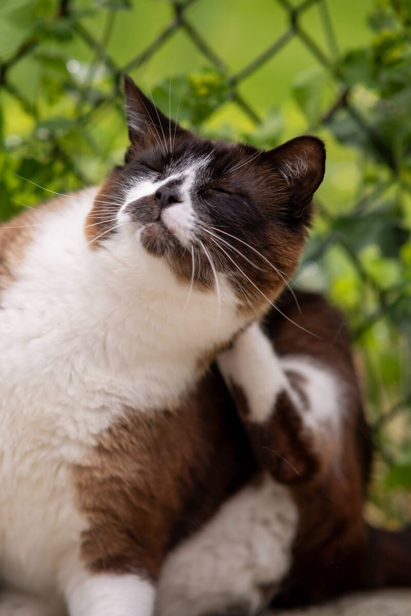 Carson, an adoptable Domestic Short Hair in Arlington, WA, 98223 | Photo Image 4