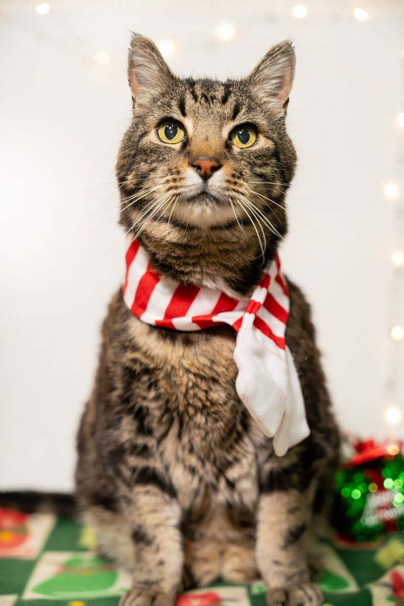 Arnie, an adoptable Domestic Short Hair in Arlington, WA, 98223 | Photo Image 1