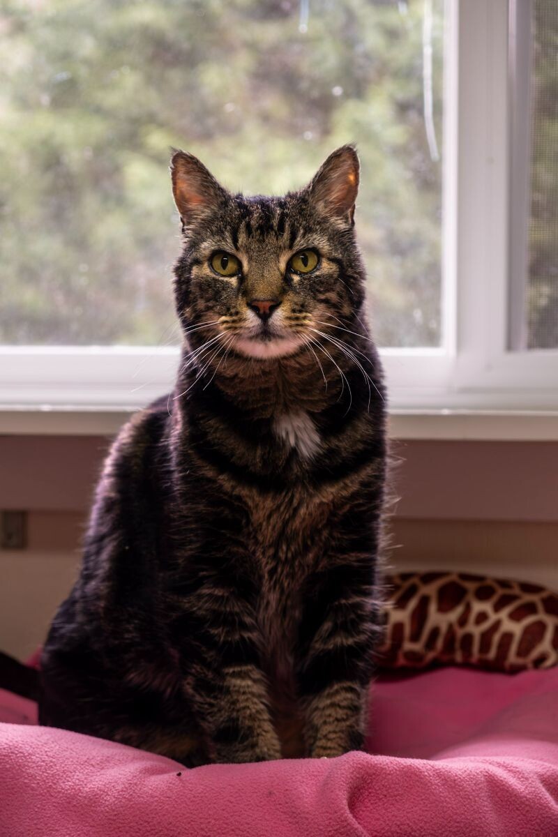 Arnie, an adoptable Domestic Short Hair in Arlington, WA, 98223 | Photo Image 2