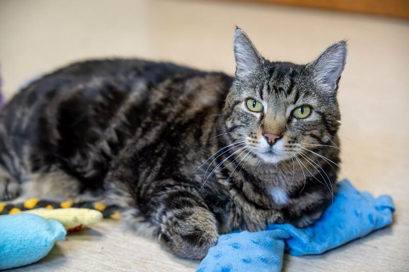 Arnie, an adoptable Domestic Short Hair in Arlington, WA, 98223 | Photo Image 2