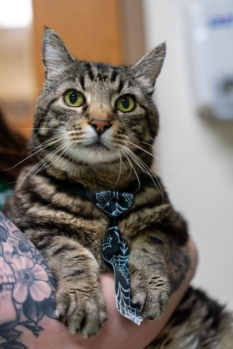 Arnie, an adoptable Domestic Short Hair in Arlington, WA, 98223 | Photo Image 3