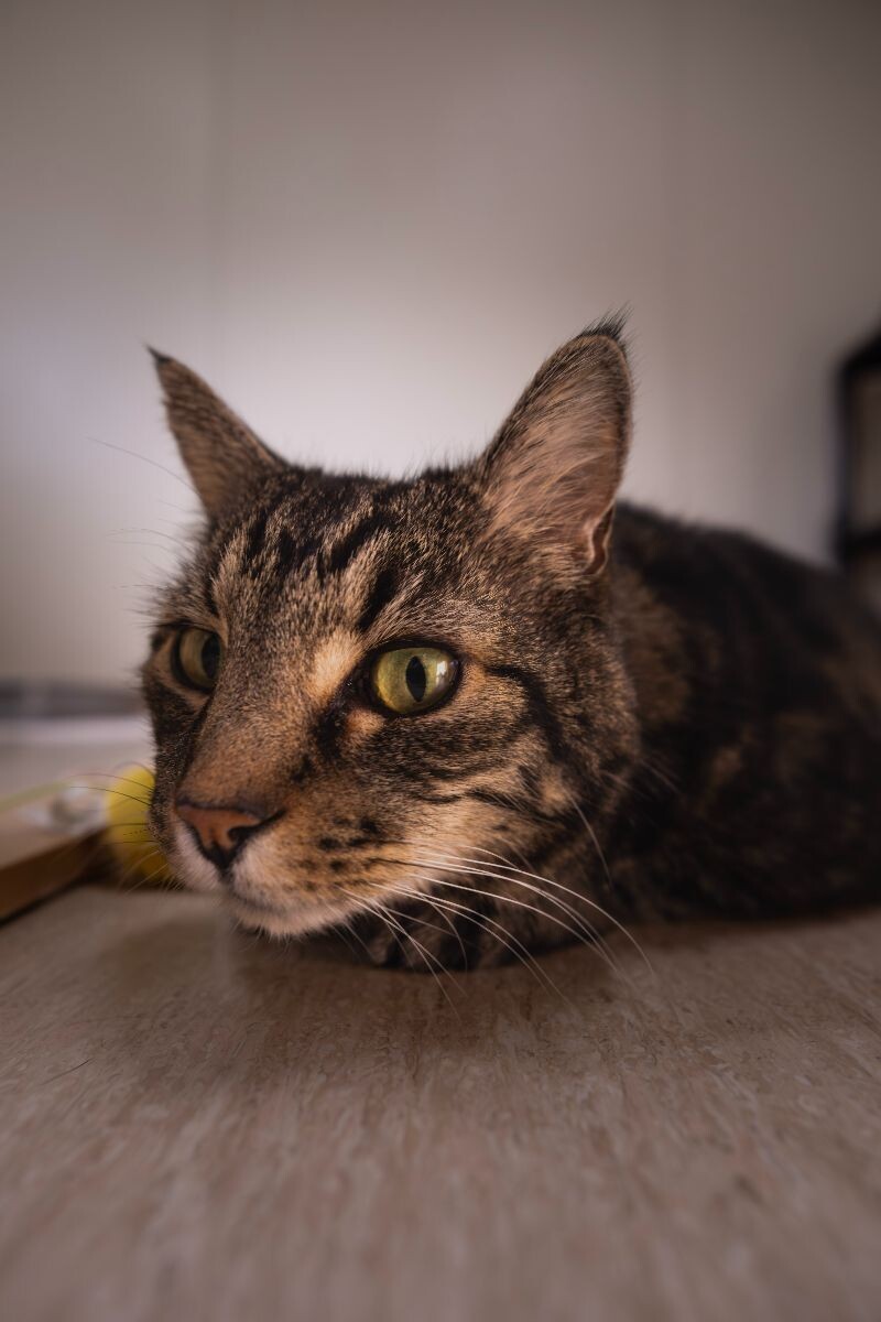 Arnie, an adoptable Domestic Short Hair in Arlington, WA, 98223 | Photo Image 4