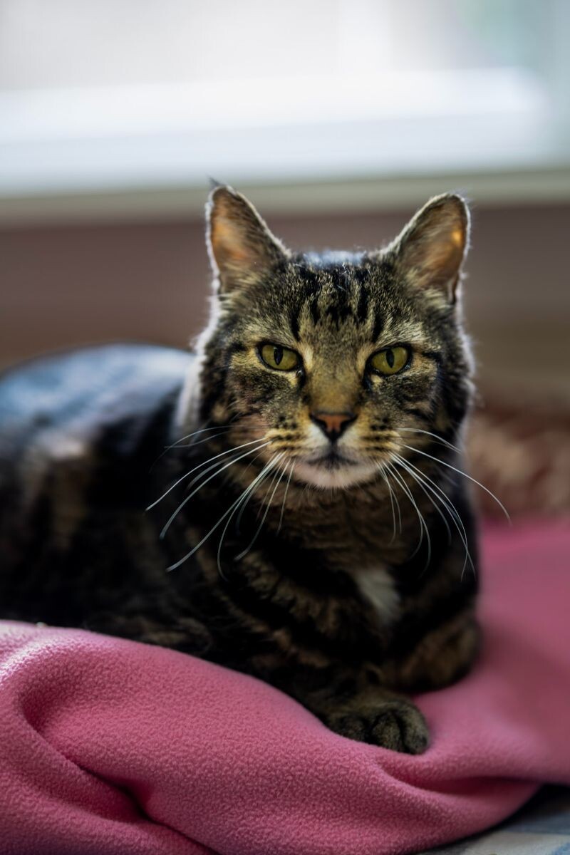 Arnie, an adoptable Domestic Short Hair in Arlington, WA, 98223 | Photo Image 6