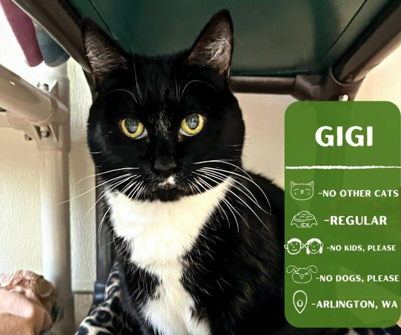 Gigi Bonnie, an adoptable Domestic Short Hair in Arlington, WA, 98223 | Photo Image 1