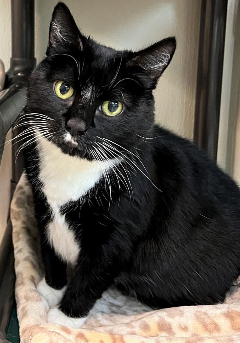 Gigi Bonnie, an adoptable Domestic Short Hair in Arlington, WA, 98223 | Photo Image 1