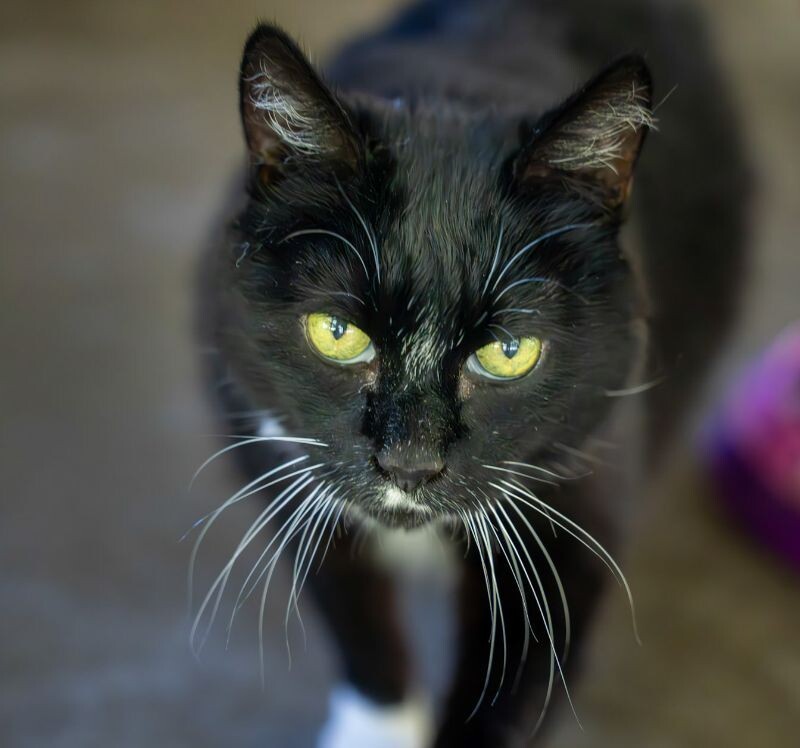 Gigi Bonnie, an adoptable Domestic Short Hair in Arlington, WA, 98223 | Photo Image 1