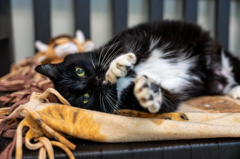 Gigi Bonnie, an adoptable Domestic Short Hair in Arlington, WA, 98223 | Photo Image 2