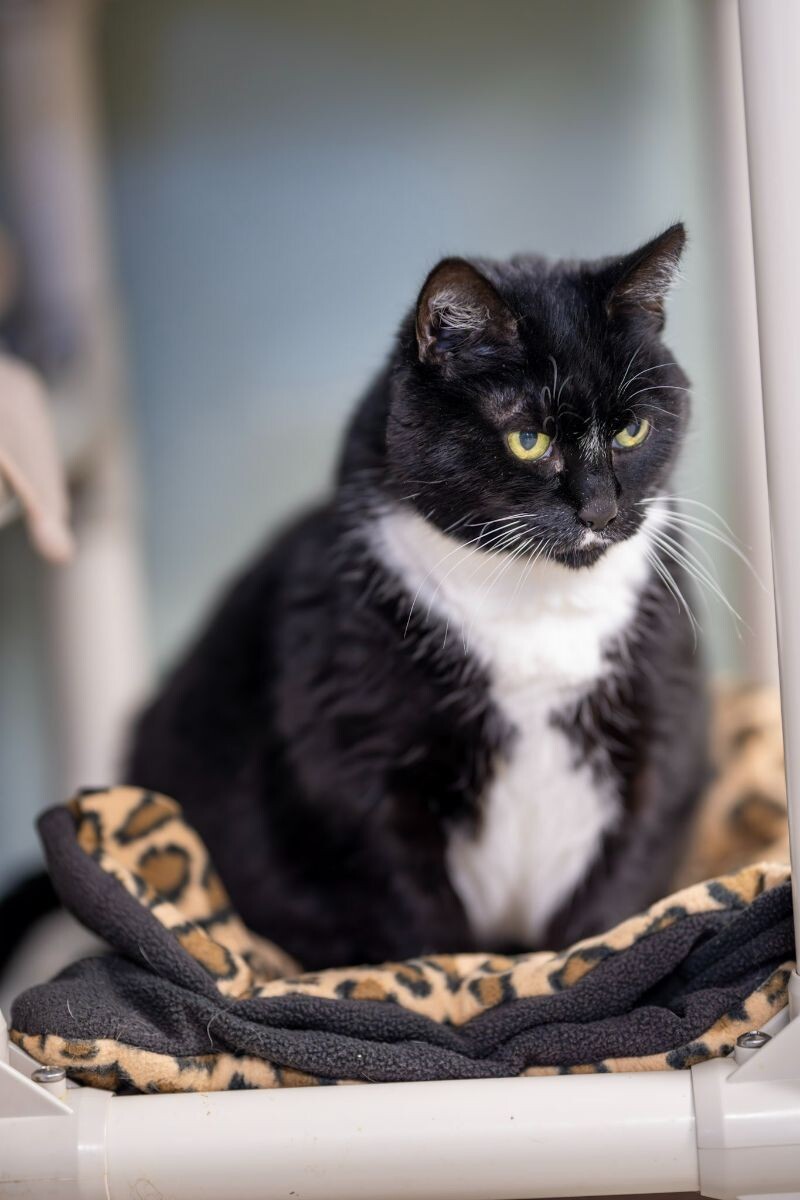 Gigi Bonnie, an adoptable Domestic Short Hair in Arlington, WA, 98223 | Photo Image 3