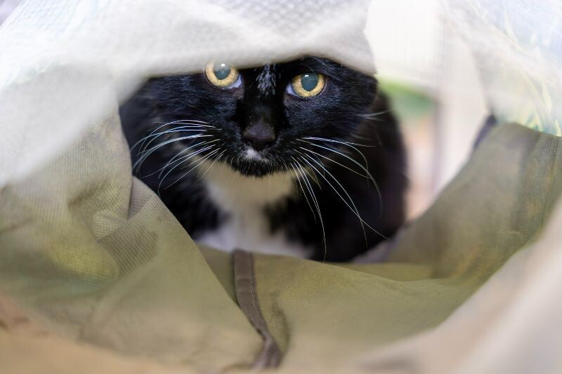 Gigi Bonnie, an adoptable Domestic Short Hair in Arlington, WA, 98223 | Photo Image 3