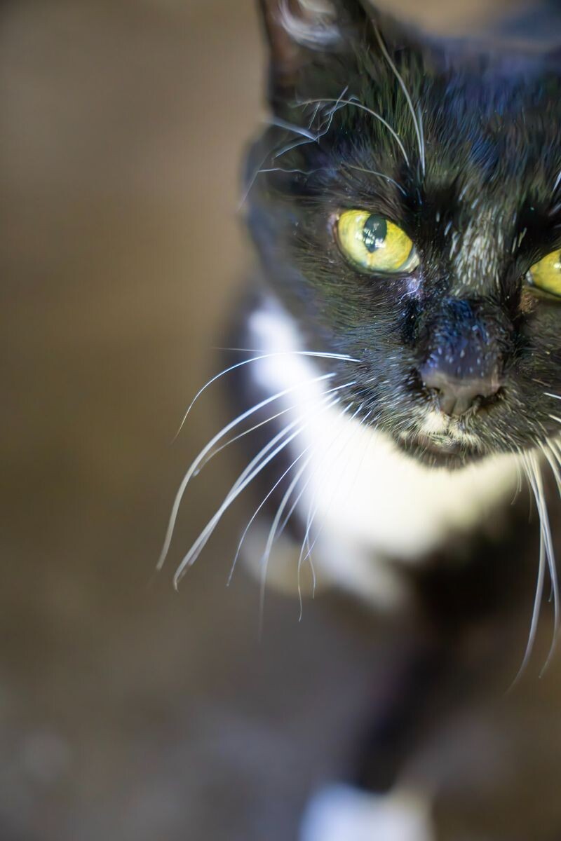 Gigi Bonnie, an adoptable Domestic Short Hair in Arlington, WA, 98223 | Photo Image 4