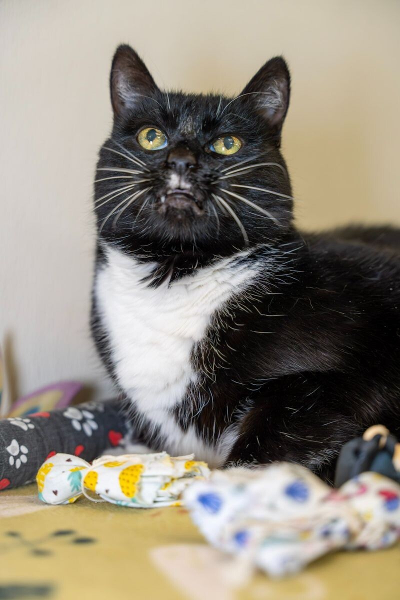Gigi Bonnie, an adoptable Domestic Short Hair in Arlington, WA, 98223 | Photo Image 5