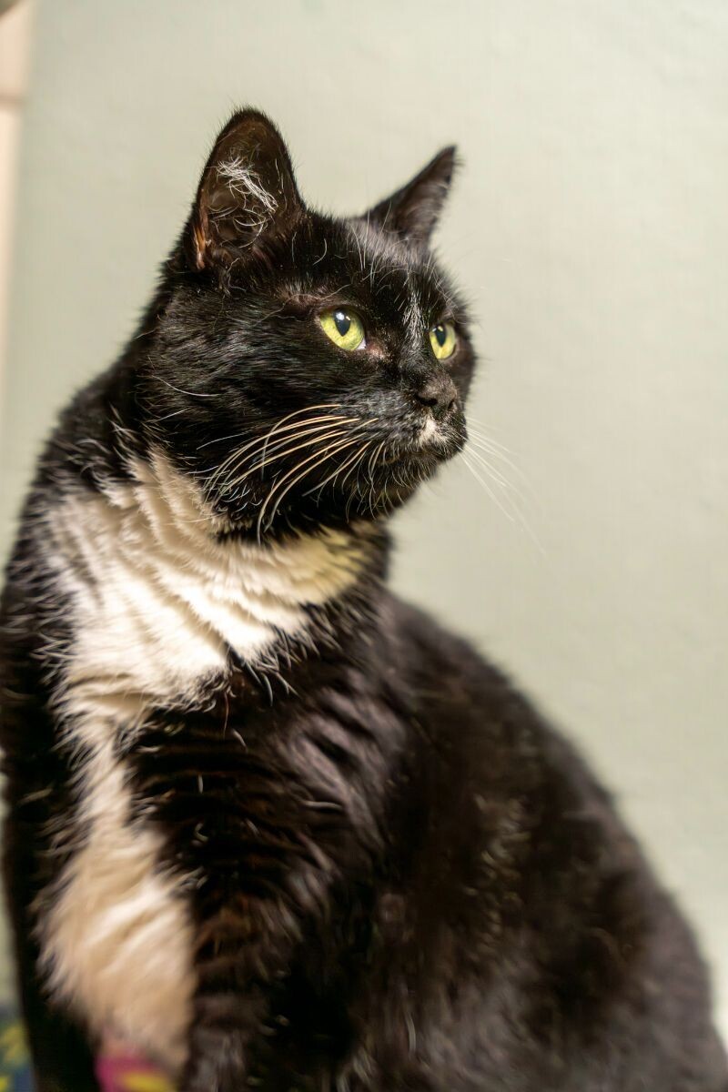 Gigi Bonnie, an adoptable Domestic Short Hair in Arlington, WA, 98223 | Photo Image 6