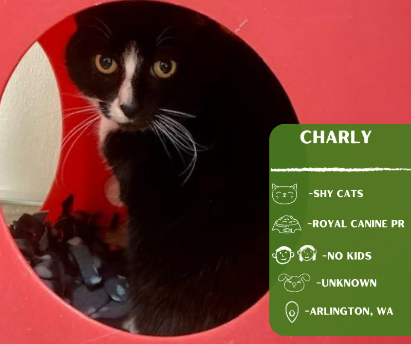 Charly, an adoptable Domestic Short Hair in Arlington, WA, 98223 | Photo Image 1