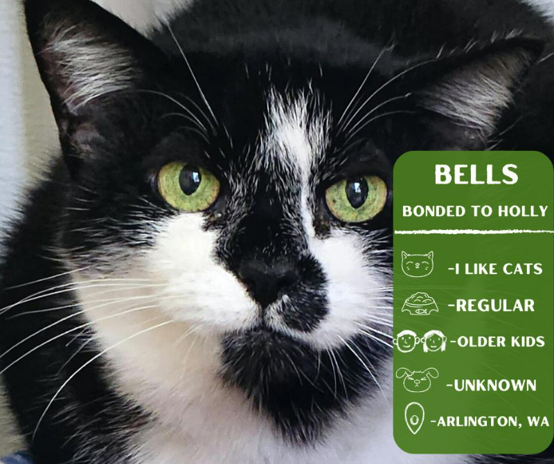 Bells, an adoptable Domestic Short Hair in Arlington, WA, 98223 | Photo Image 1