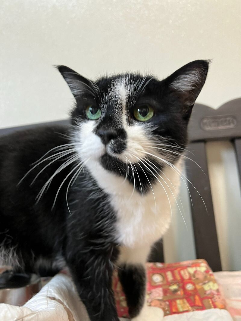 Bells, an adoptable Domestic Short Hair in Arlington, WA, 98223 | Photo Image 2