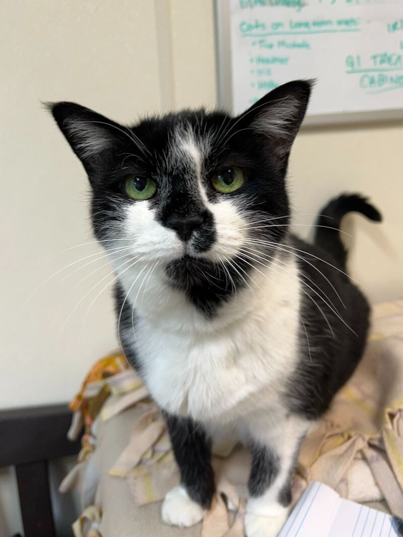 Bells, an adoptable Domestic Short Hair in Arlington, WA, 98223 | Photo Image 3