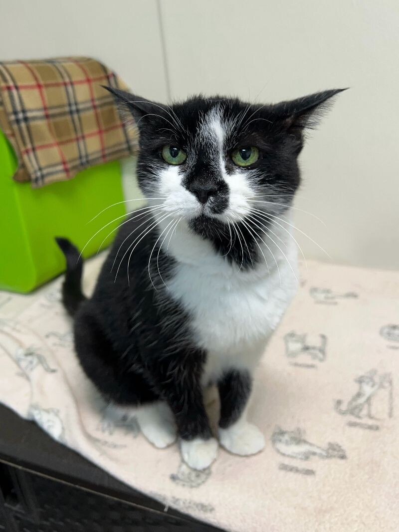 Bells, an adoptable Domestic Short Hair in Arlington, WA, 98223 | Photo Image 4