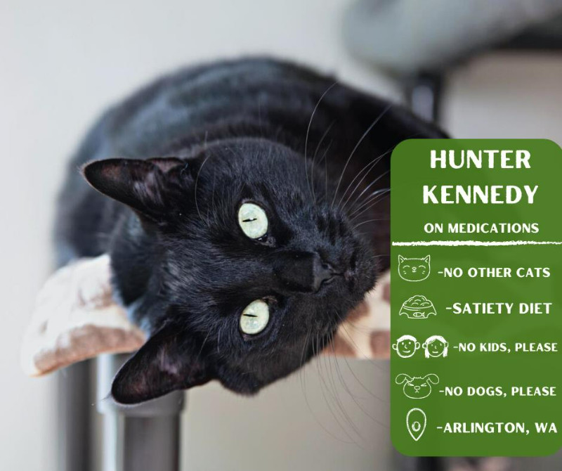 Hunter Kennedy, an adoptable Domestic Short Hair in Arlington, WA, 98223 | Photo Image 1