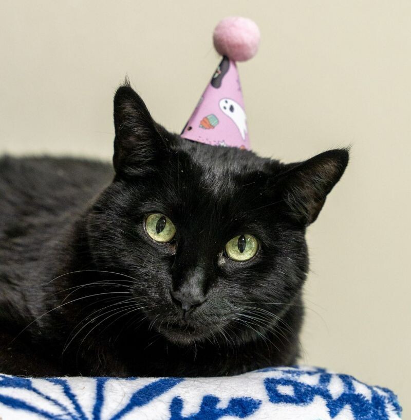 Hunter Kennedy, an adoptable Domestic Short Hair in Arlington, WA, 98223 | Photo Image 1