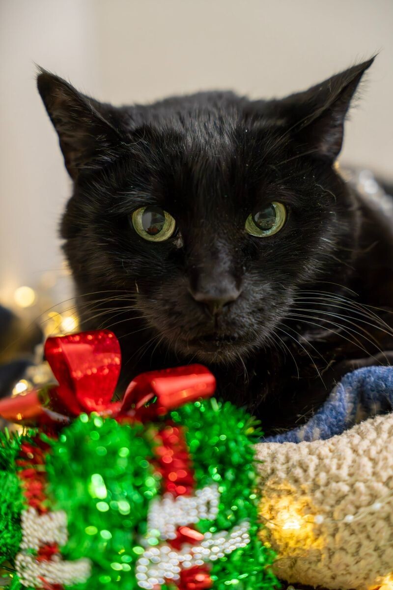 Hunter Kennedy, an adoptable Domestic Short Hair in Arlington, WA, 98223 | Photo Image 1