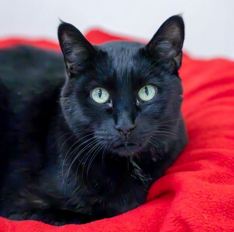 Hunter Kennedy, an adoptable Domestic Short Hair in Arlington, WA, 98223 | Photo Image 1