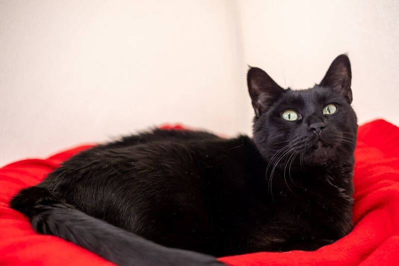Hunter Kennedy, an adoptable Domestic Short Hair in Arlington, WA, 98223 | Photo Image 2