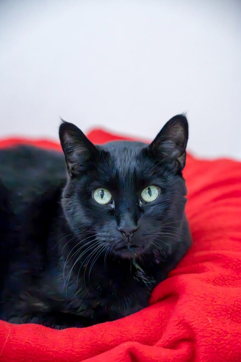 Hunter Kennedy, an adoptable Domestic Short Hair in Arlington, WA, 98223 | Photo Image 3