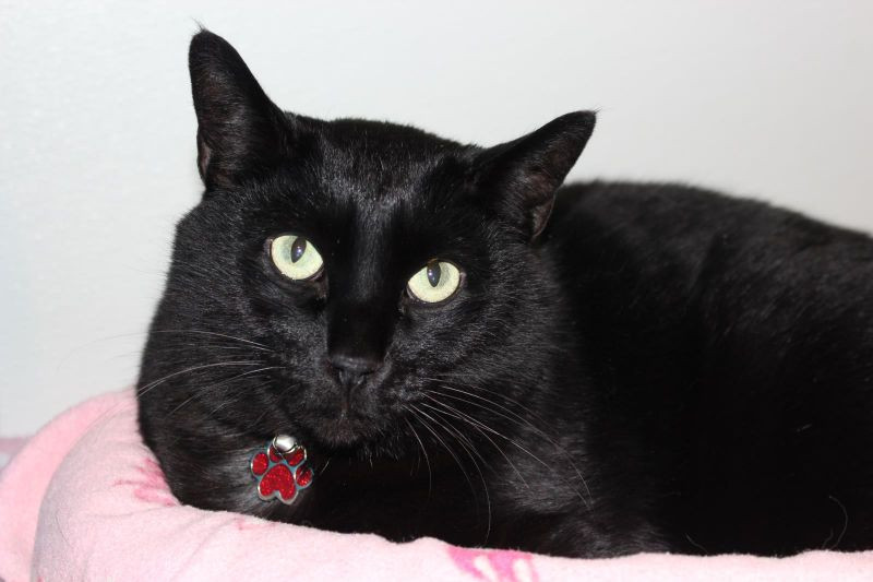 Hunter Kennedy, an adoptable Domestic Short Hair in Arlington, WA, 98223 | Photo Image 4