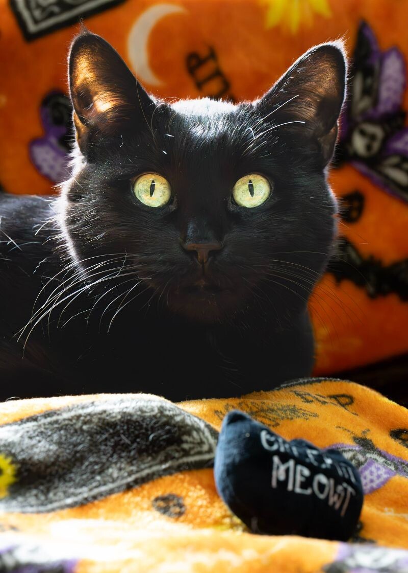 Hunter Kennedy, an adoptable Domestic Short Hair in Arlington, WA, 98223 | Photo Image 4