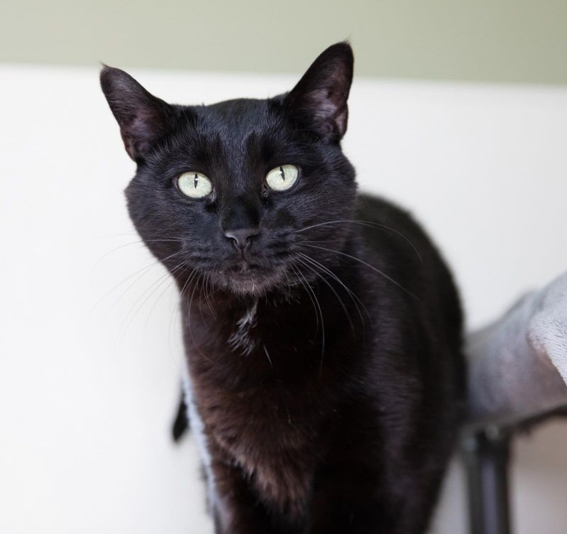 Hunter Kennedy, an adoptable Domestic Short Hair in Arlington, WA, 98223 | Photo Image 5