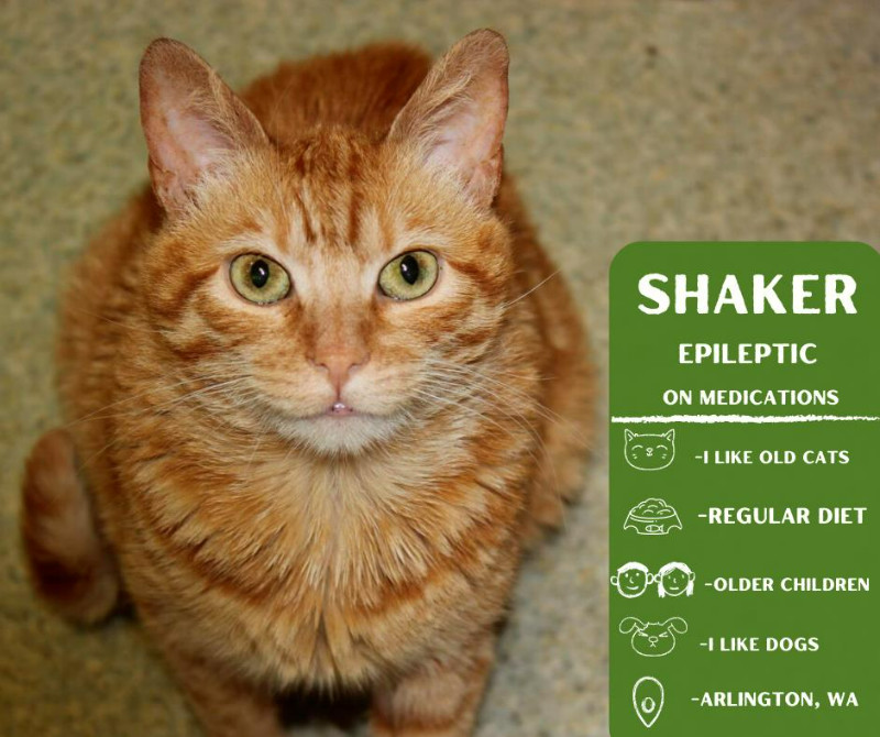 Shaker, an adoptable Domestic Short Hair in Arlington, WA, 98223 | Photo Image 1